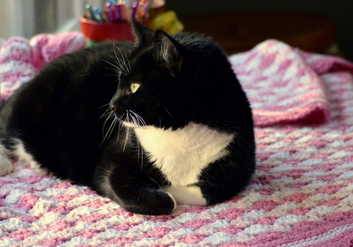 Kitty on crocheted blanket, Shells of Love pattern by Darleen Hopkins