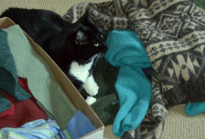 Felted sweaters ready to cut up and turn into a crocheted kitchen throw rug.  And my cat. :)