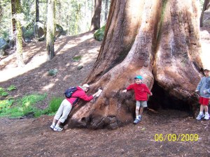 TreeHuggingKingsCanyon